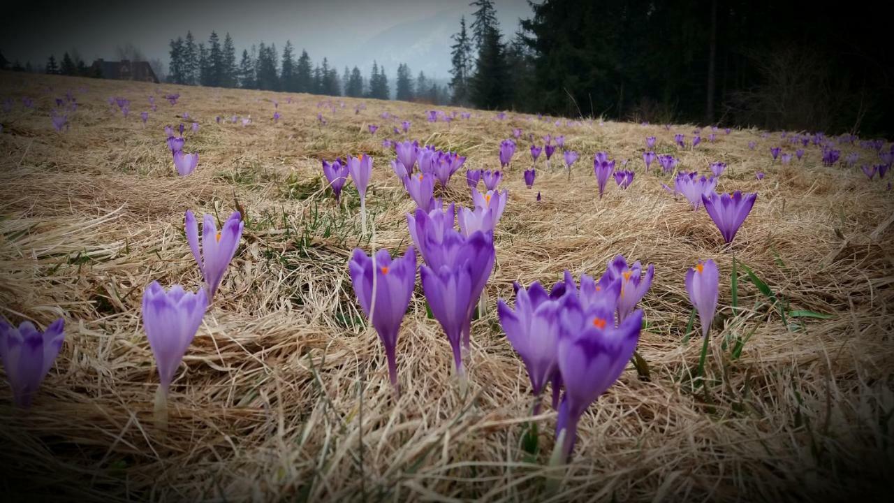 Spanie Po Zboju Kościelisko Dış mekan fotoğraf